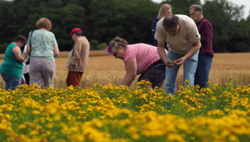 Johanniskraut Blüten ernten